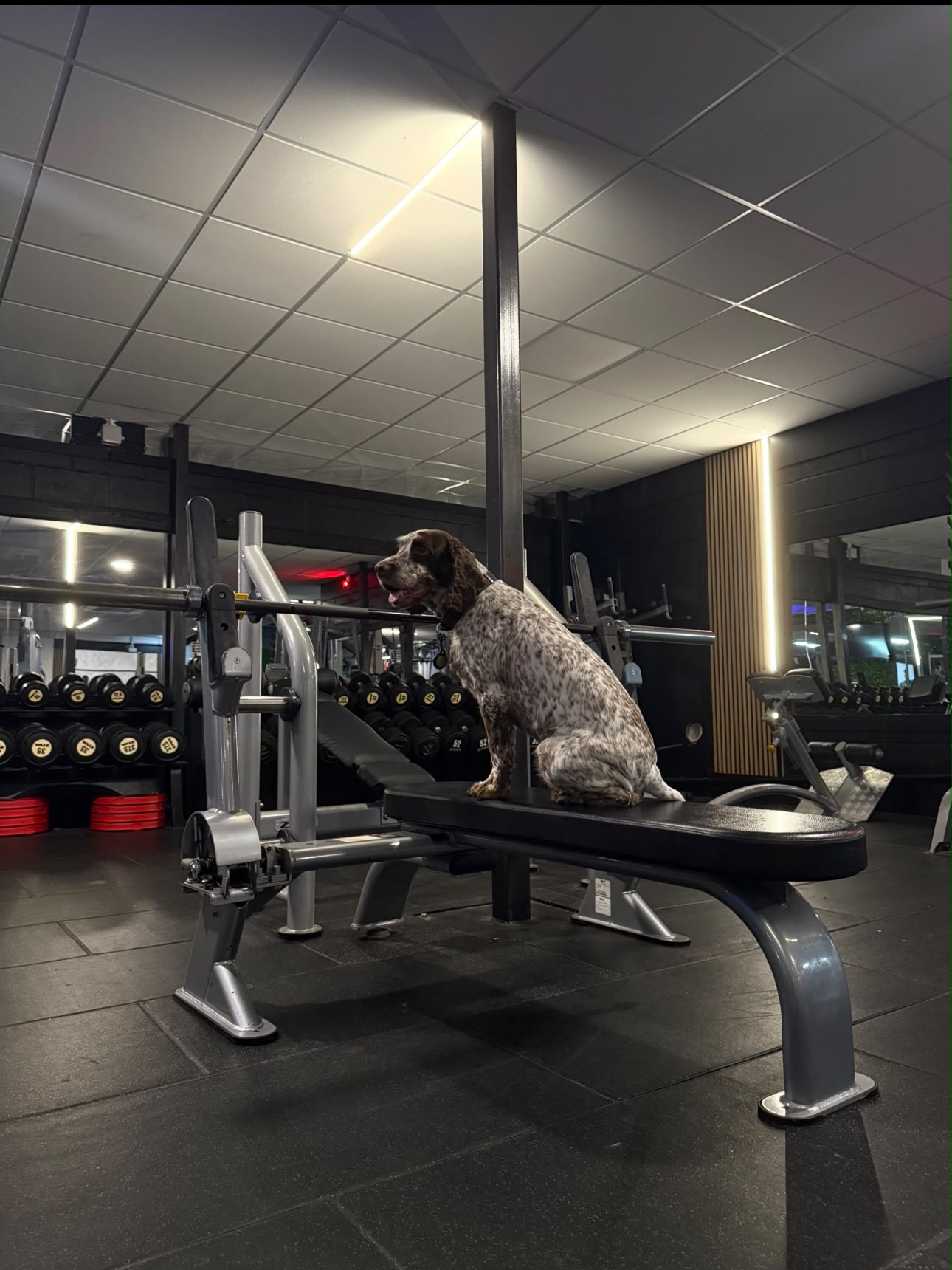 Hunter the gym dog on a bench